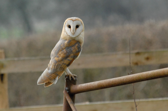 Bat & Barn Owl Night at Martin Mere